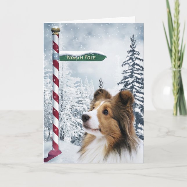 Sheltie Christmas Holiday Card (Front)