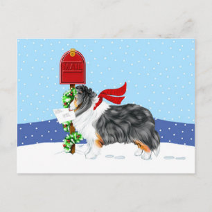 Sheltie Christmas Mail Tri Colour Holiday Postcard