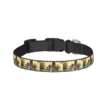 Sheltie Dog Collar