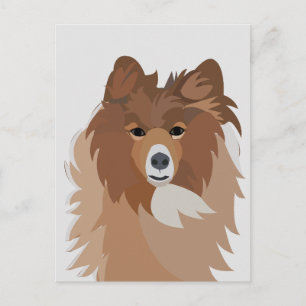 Sheltie Dog Postcard