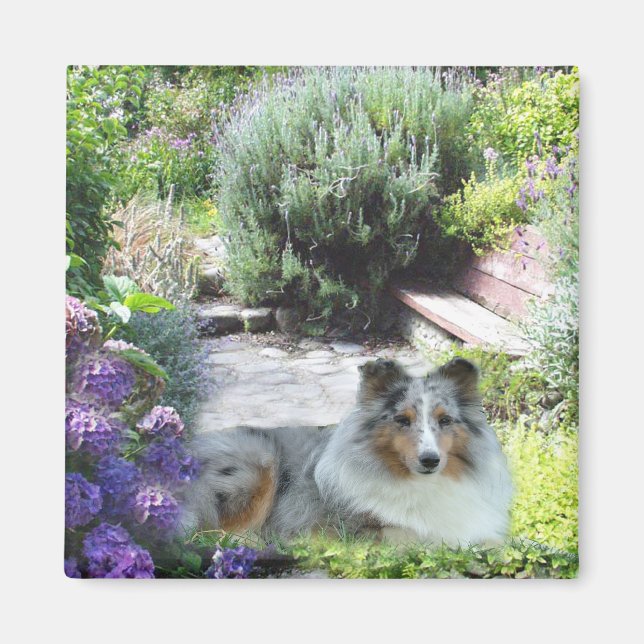 Sheltie Magnet (Front)