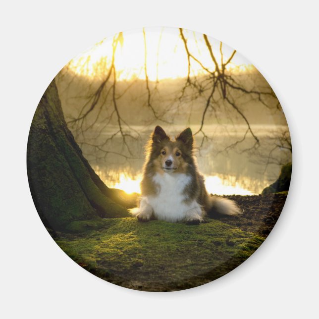 sheltie magnet (Front)