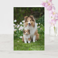 Sheltie Mum Mother’s Day Love