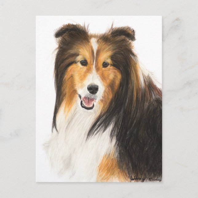Sheltie or Shetland Sheepdog Painting Postcard (Front)