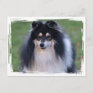 Sheltie Photo Postcard