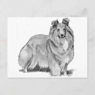 Sheltie Postcard