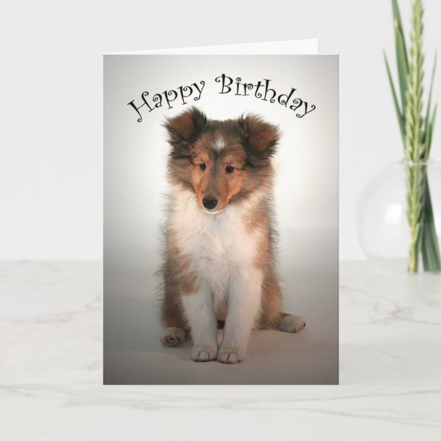 Sheltie Puppy Birthday Card (Front)