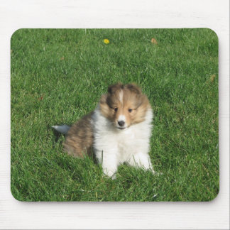 Sheltie puppy in grass mousepad