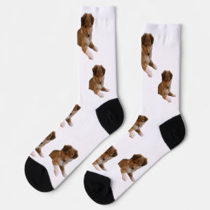 Sheltie Puppy Socks