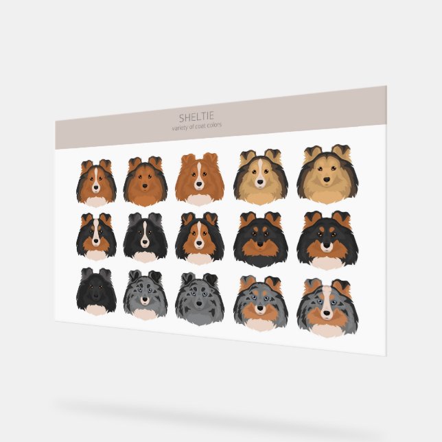 Sheltie, Shetland Sheepdog dog mix Acrylic Sign (Angle)