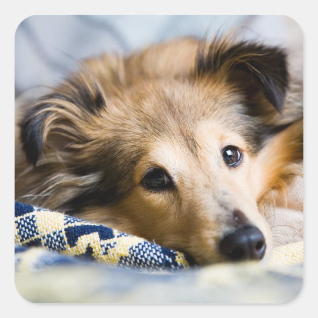 Sheltie sticker (Front)