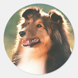 Sheltie Sticker