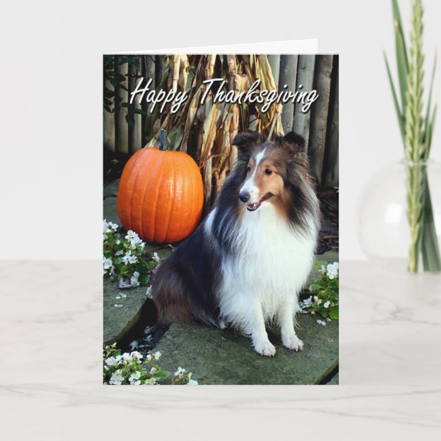 Sheltie Thanksgiving Card (Front)
