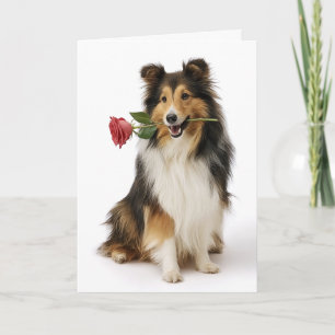 Sheltie Valentine Card