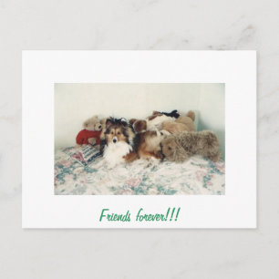 Sheltie with Stuffed Animals Postcard