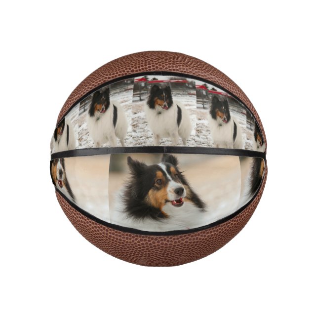 Shelty Mini Basketball (Front)