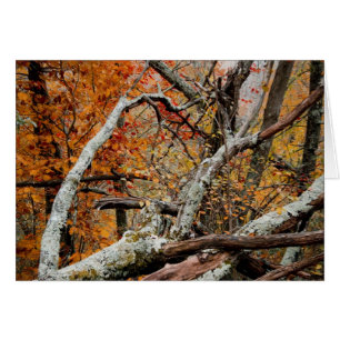 Shenandoah Autumn Fallen Tree