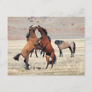 Shenanigans Postcard