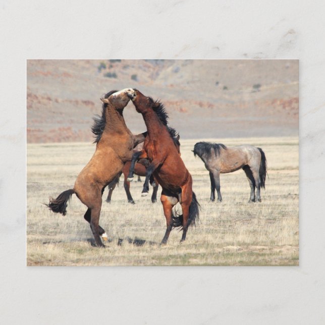 Shenanigans Postcard (Front)