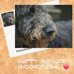 Shepadoodle Dog Photographic Portrait Postcard