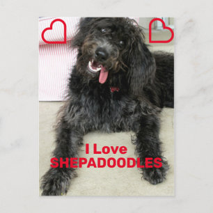 Shepadoodle Postcard