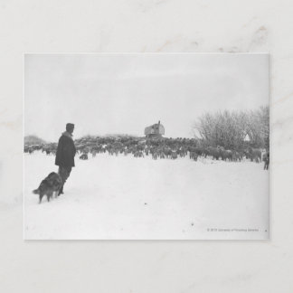 Shepherd and dog at sheep camp postcard