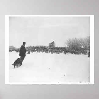 Shepherd and dog at sheep camp poster
