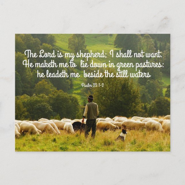 Shepherd and his sheep flock  postcard (Front)