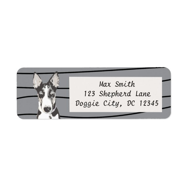 Shepherd Border Collie (Front)