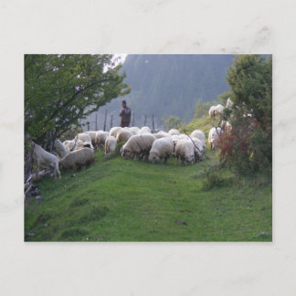 Shepherd in Fundata, Romania Postcard