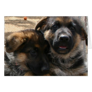 Shepherd Puppies Card