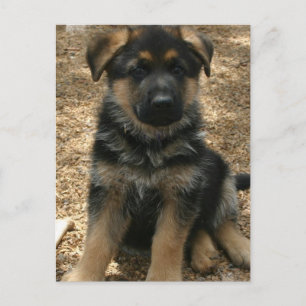 ・ Shepherd Puppy Postcard