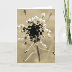 Shepherd's Purse in Sepia Card