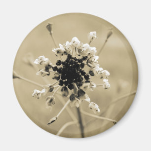Shepherd's Purse in Sepia Magnet