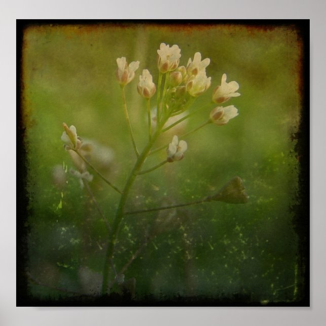 Shepherd's Purse Poster (Front)