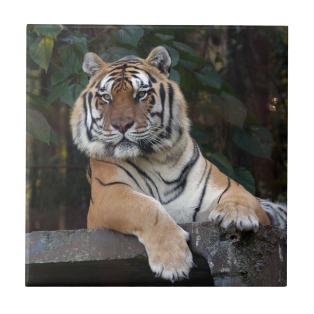 Shere-Khan-b-15 Tile (Front)