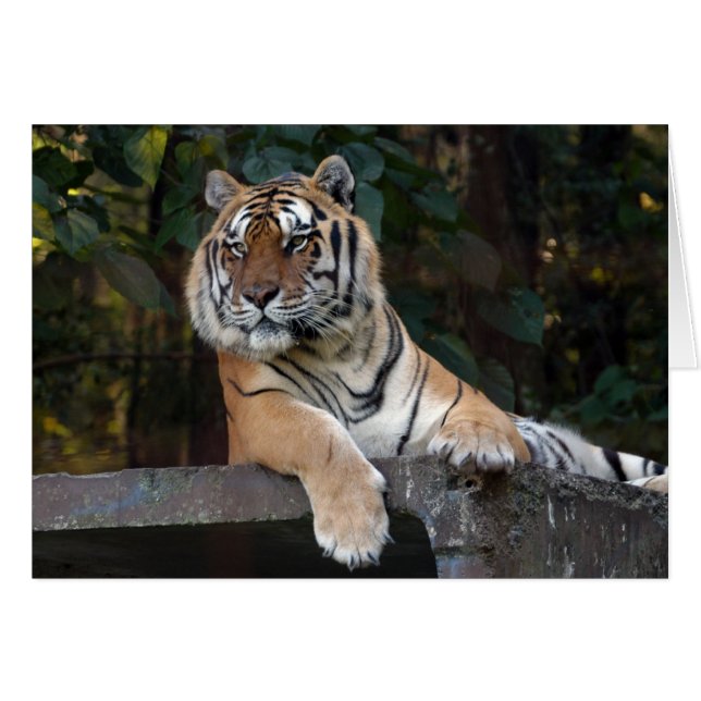 Shere-Khan-b-8 (Front Horizontal)