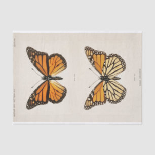 Sherman F. Denton Monarch Butterfly Tissue Paper