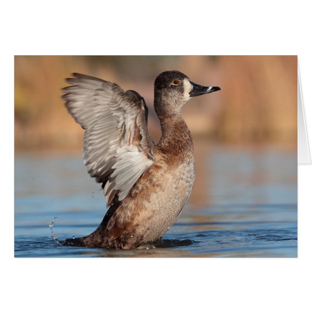 She's a Flapper (Front Horizontal)