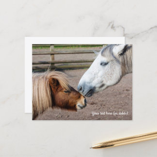 Shetland Pony and Highland Pony Postcard
