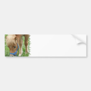 Shetland Pony Bumper Stickers