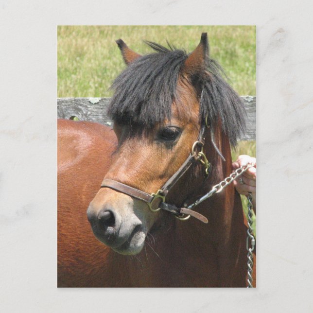 Shetland Pony Design Postcard (Front)