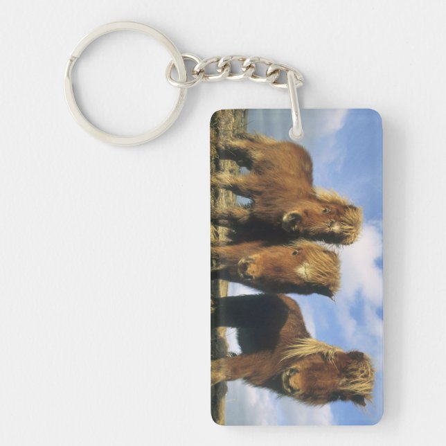 Shetland Pony, mainland Shetland Islands, Key Ring (Front)