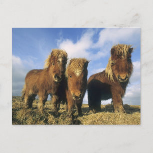 Shetland Pony, mainland Shetland Islands, Postcard