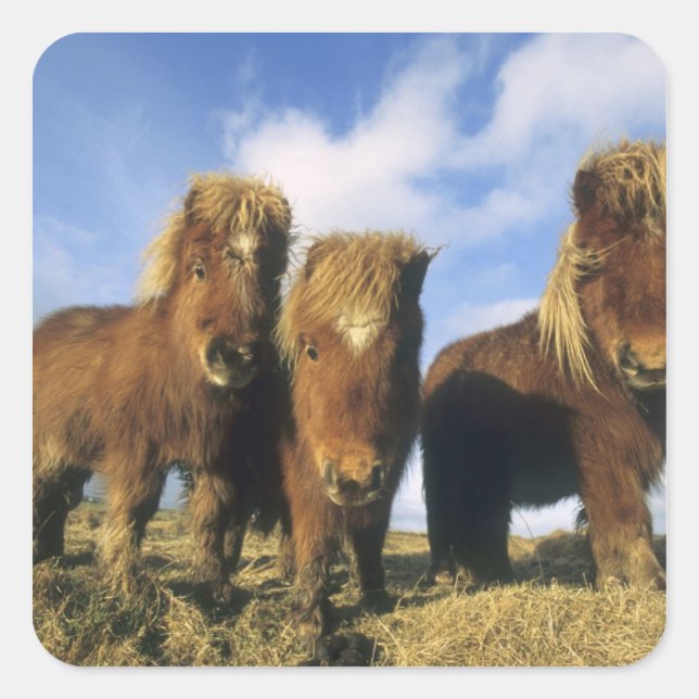 Shetland Pony, mainland Shetland Islands, Square Sticker (Front)