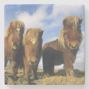 Shetland Pony, mainland Shetland Islands, Stone Coaster