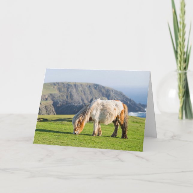 Shetland Pony on Pasture Near High Cliffs Card (Front)