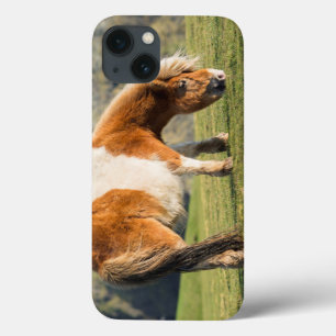 Shetland Pony On Pasture Near High Cliffs iPhone 13 Case