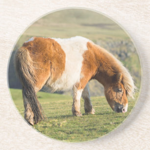 Shetland Pony On Pasture Near High Cliffs Coaster