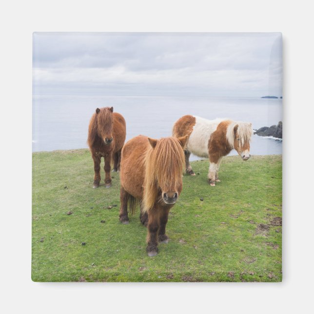 Shetland Pony on Pasture Near High Cliffs Magnet (Front)